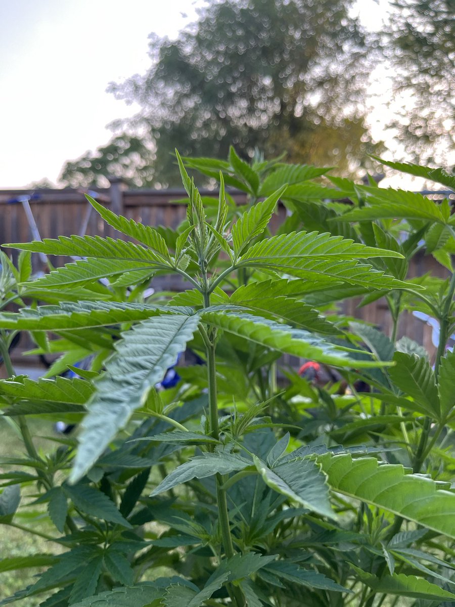 CanuckChuckEh's tweet image. Yesir 🙌🏻 @Lost_Nft_Art #TopGirlZ #ThinkHighCrew #SOTOV