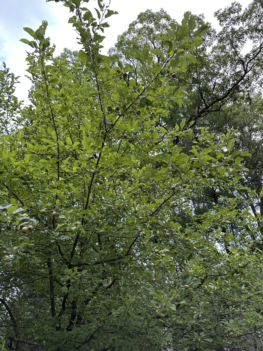 Apple Tree. Probably crab? Idk.
