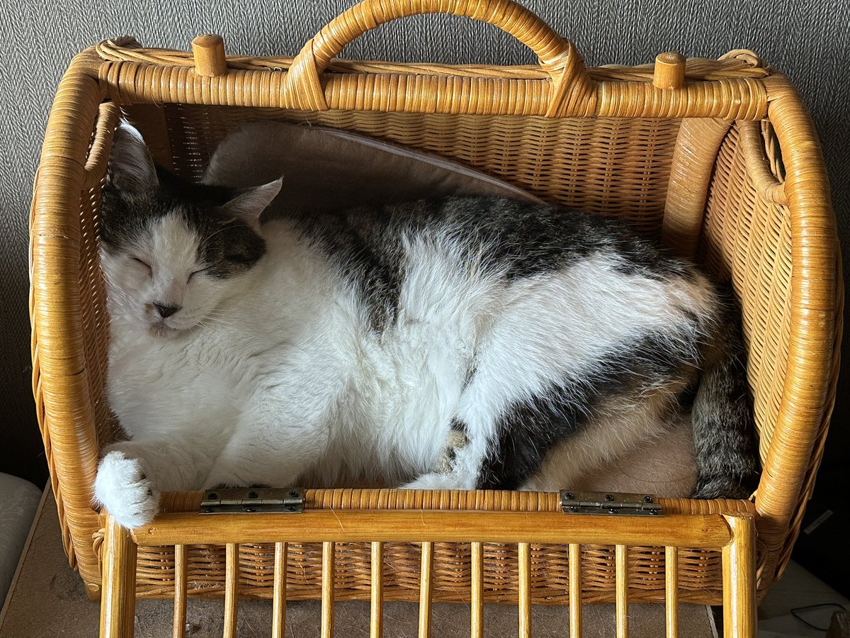 最近四角形の生き物が棲みついています

#猫がいる暮らし