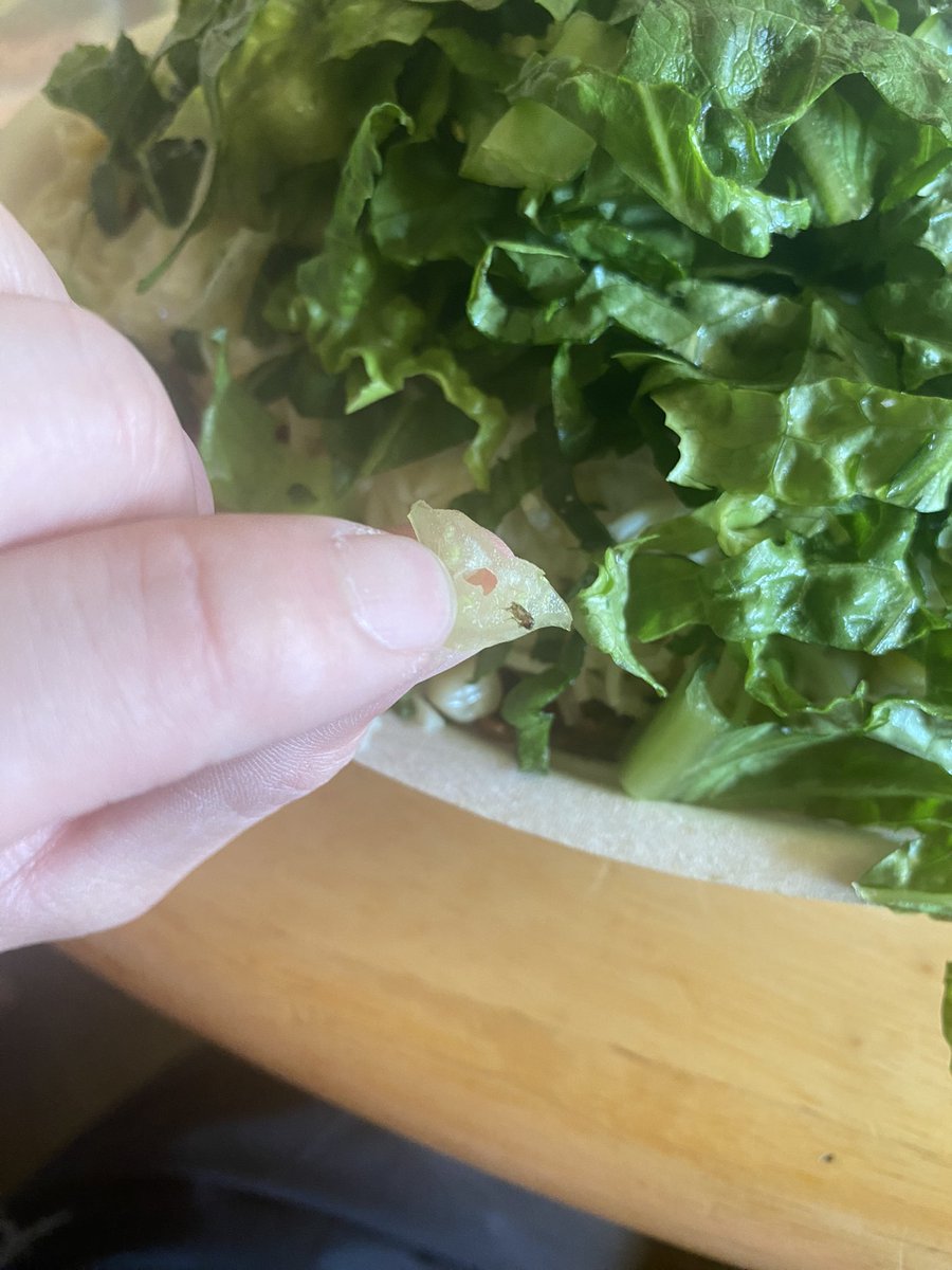 jibsanity's tweet photo. @ChipotleTweets just found a dead bug in my bowl 🤢🤢 https://t.co/QoYA86tTqx