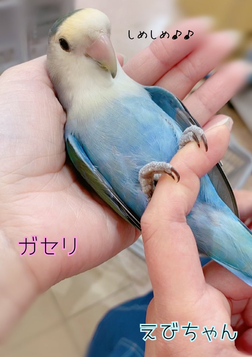 amigo_A40's tweet photo. ニギコロ時間は2人を独り占め🤔💗
指にとまってるときに手を差し出すと
ころがってくれました\(ᯅ̈ )/💕
#コザクラ #ニギコロ #コバルトブルー #ベタ慣れ #インコ #鳥好きさんと繋がりたい #山口県 #周南市 #アミーゴ #アミーゴ周南店 https://t.co/3TIA1lTaU0