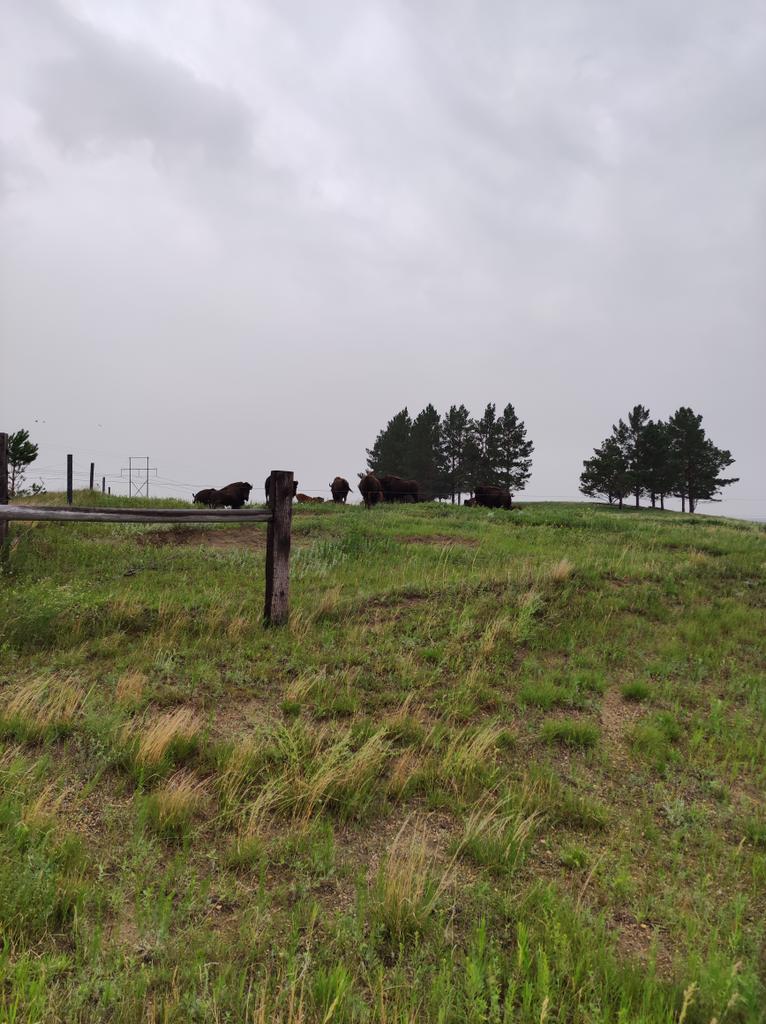 Bisontes en Dakota del norte