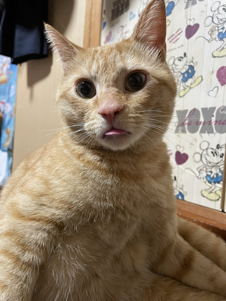 siamabcjda's tweet photo. @gravail 3さいのレオです！
よろしくお願いしますฅ^•ω•^ฅ https://t.co/y9LvUvlNSK