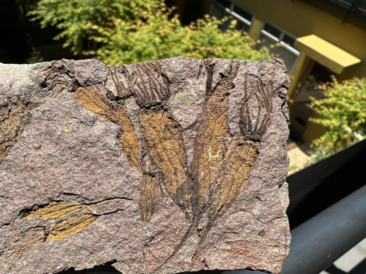 dr_dappleton's tweet image. Some #eocrinoids on a late #FossilFriday or maybe Saturday but who cares, #echinoderms rock !