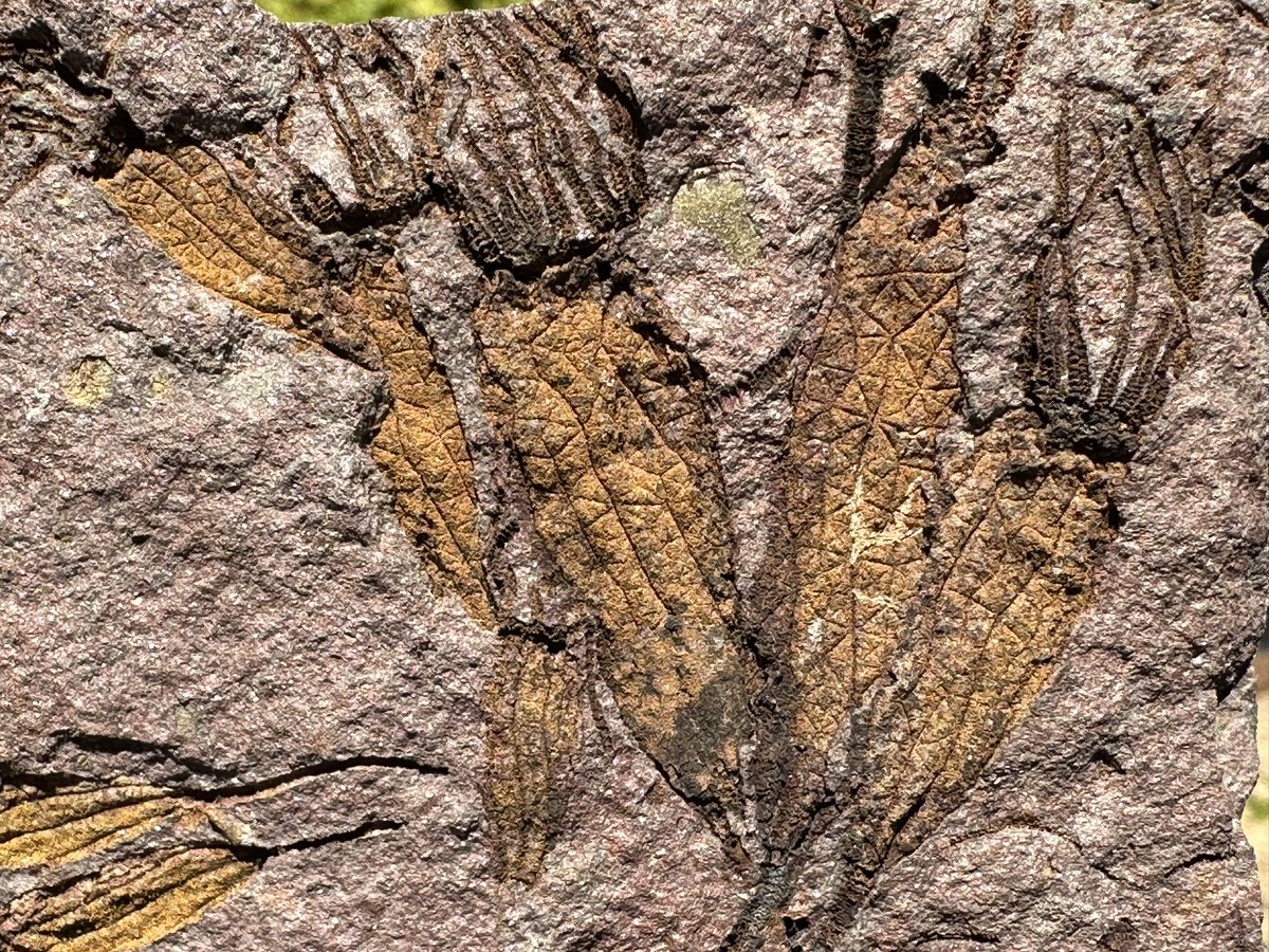 dr_dappleton's tweet image. Some #eocrinoids on a late #FossilFriday or maybe Saturday but who cares, #echinoderms rock !