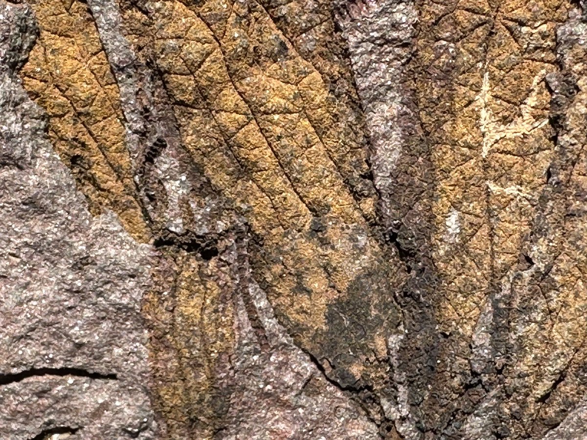 dr_dappleton's tweet image. Some #eocrinoids on a late #FossilFriday or maybe Saturday but who cares, #echinoderms rock !