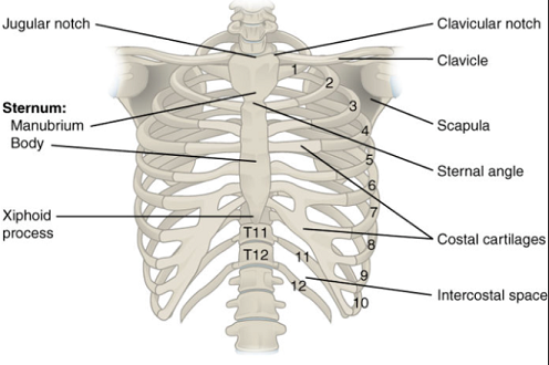 drdozellodc's tweet photo. Two Minutes of Anatomy: Ribcage
Dr Donald A Ozello DC of Championship Chiropractic
#ribcage #ribs #thoracicspine #thoraciccage #anatomy #anatomyandphysiology #vegas #chiropractor #chiropractic https://t.co/x9EkJ8soJ3 https://t.co/ijb7teFllE