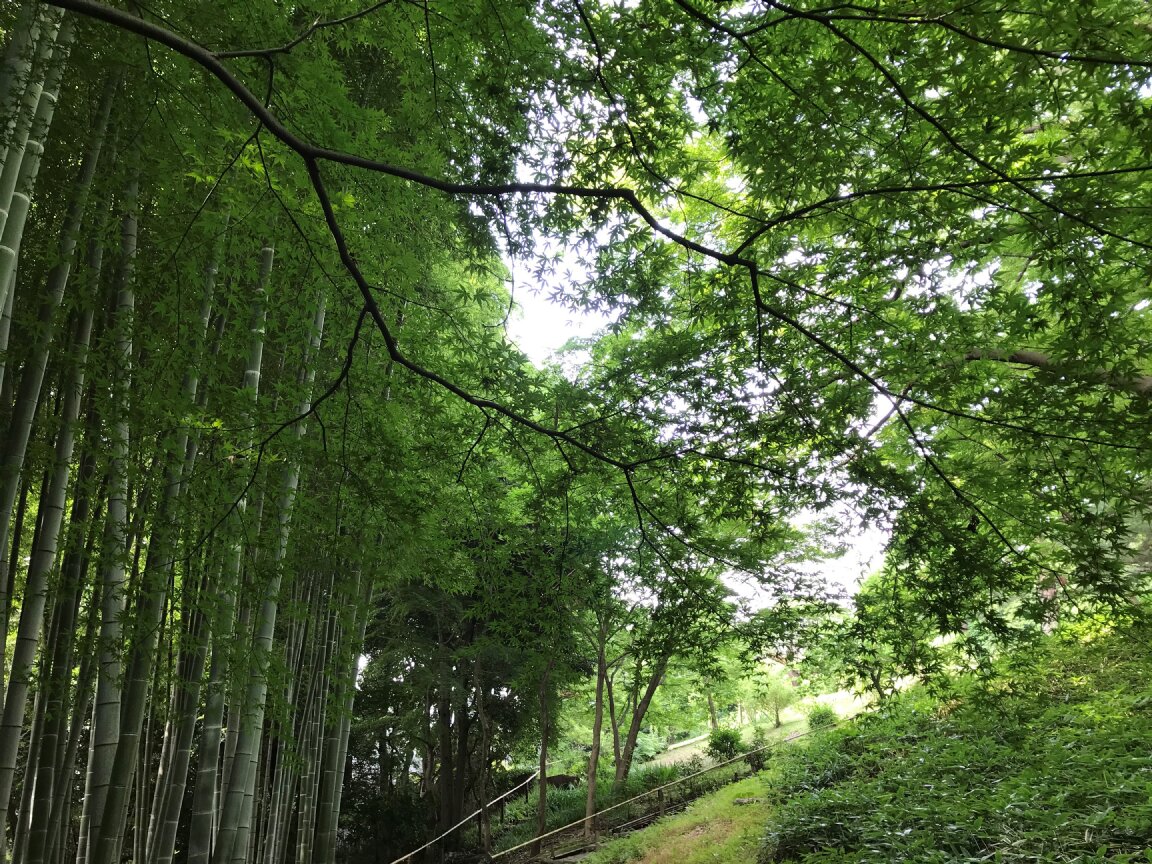 TonogayatoTeien's tweet photo. 暑い日には #殿ヶ谷戸庭園 で #緑陰 をお楽しみください。 #虫除け と #熱中症対策 もどうぞお忘れなく。

On a hot sunny day, please enjoy #GreenShade in #TonogayatoGardens.  Please do not forget #InsectRepellent &amp; #HeatstrokeMeasures.

#ツイッターで楽しむ庭園 #Kokubunji https://t.co/GEUSreb4OO