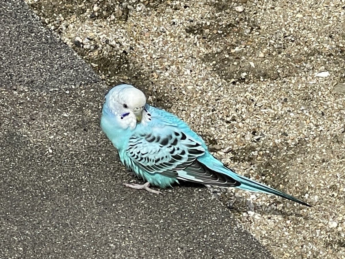 jim_rabel's tweet photo. 迷いインコ発見　あまり飛ばないので飼われてたと思われます https://t.co/in75Jy1y1f