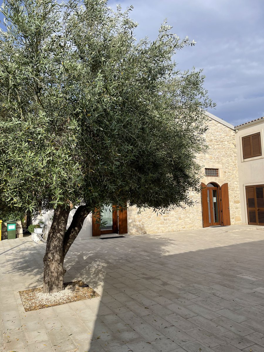 madiha ellaffi tweet media