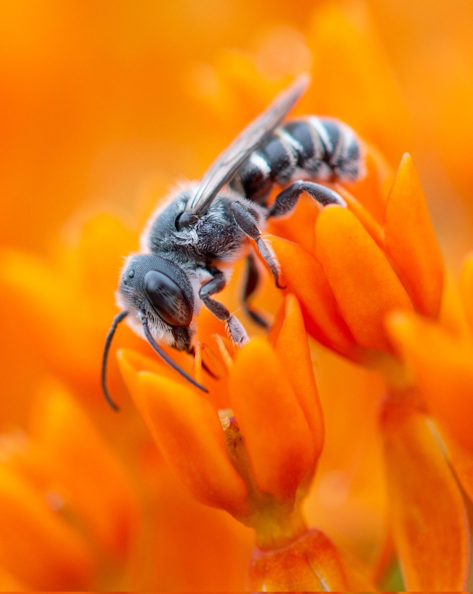 Gm Photographers 🌅

Show Me Your Stunning Macro Shots 🐝