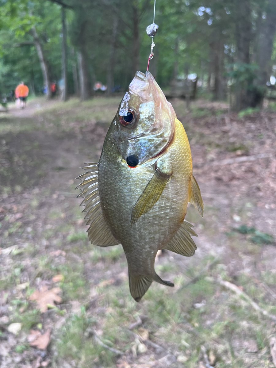 Let the scout summer begin!