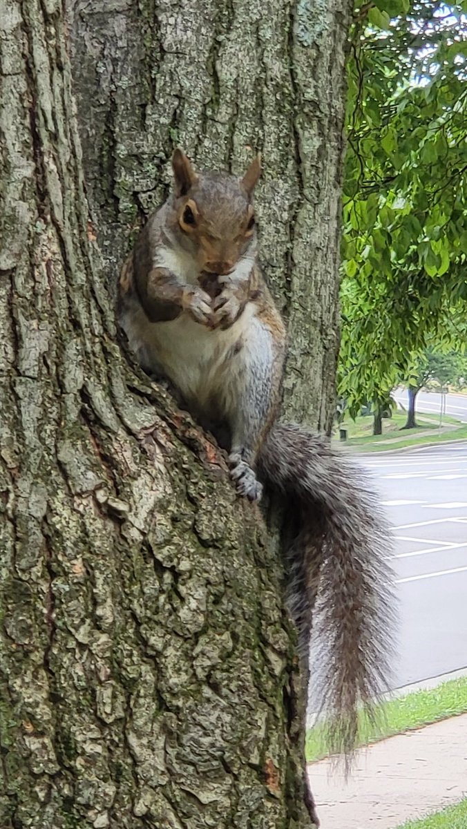 Darkk Mane On Twitter Shout Out To This Squirrel Caught Him Just As