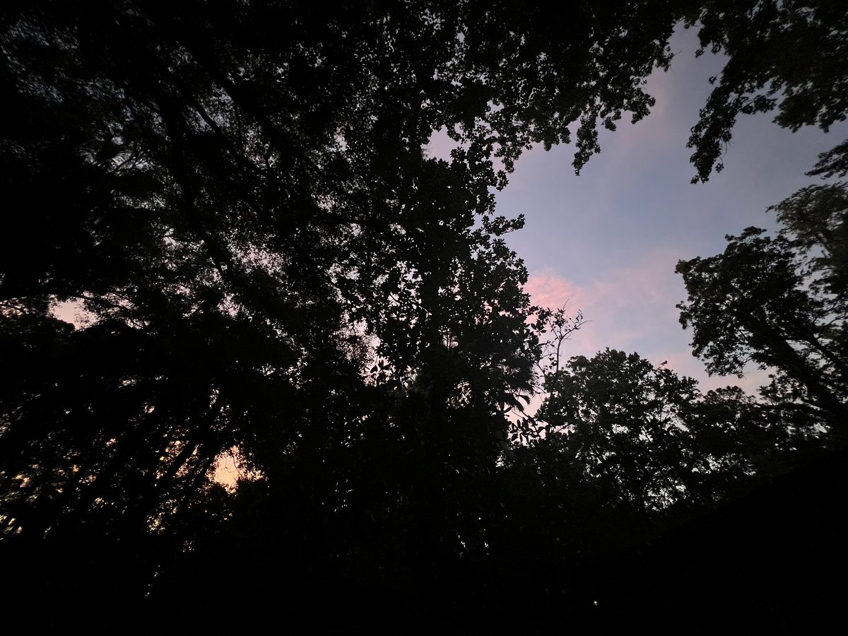 cotton candy skies ft a TEENY tiny lil bat zoomin by