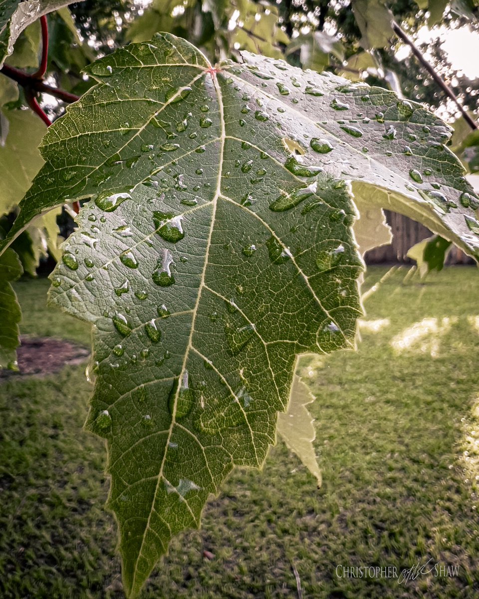 milfireguy's tweet photo. Morning Drops
Day 297 of #365photoadaychallenge
#Iphone #iphonephotos #iphonephotography #shotoniphone #iphone13pro #mobilephotography #photooftheday #photography #photoaday #photographylife #365photochallenge #photochallenge #Outdoors #Green #Leaf #LeafVein #Tree #Nature https://t.co/yIYKHnXX5R