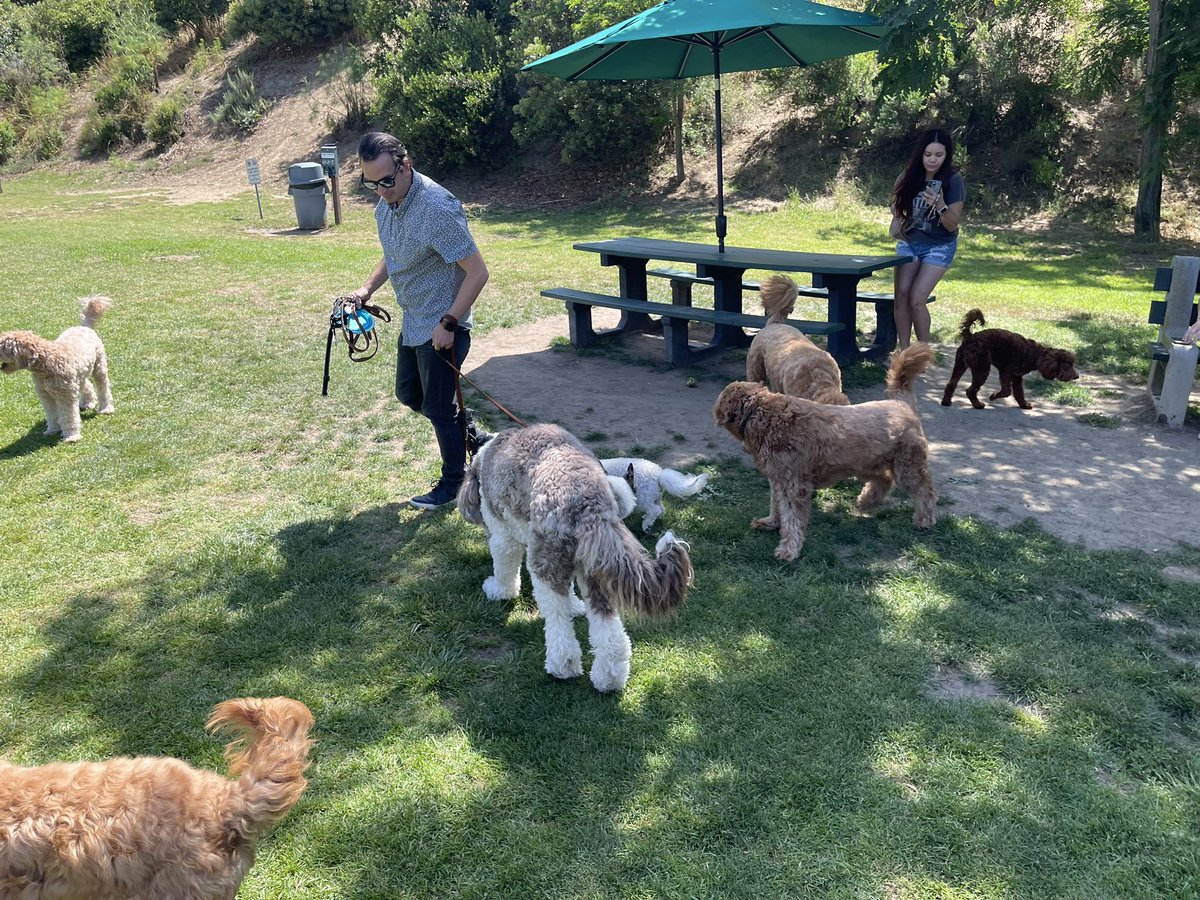 Made an appearance at the Doodle round up today 😀 #DogsofTwittter #DogsofInstagram #Dogs #Pets