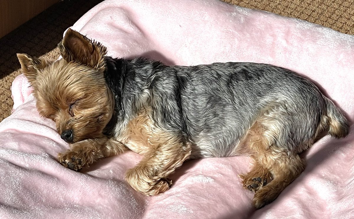 cbw1960's tweet photo. @bunsenbernerbmd Lexi, napping in the sun. https://t.co/AUiWr7wEoQ