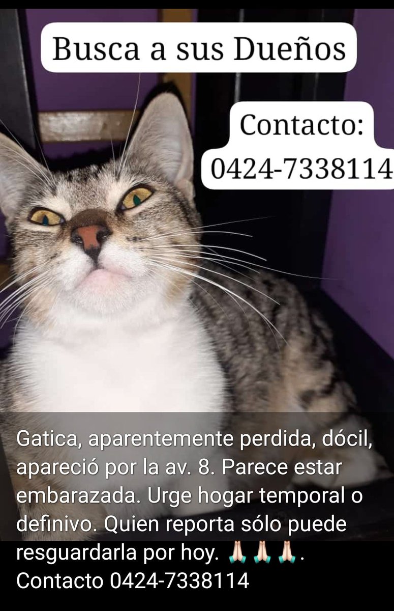 Mary X 🩵🐕🐈 tweet media