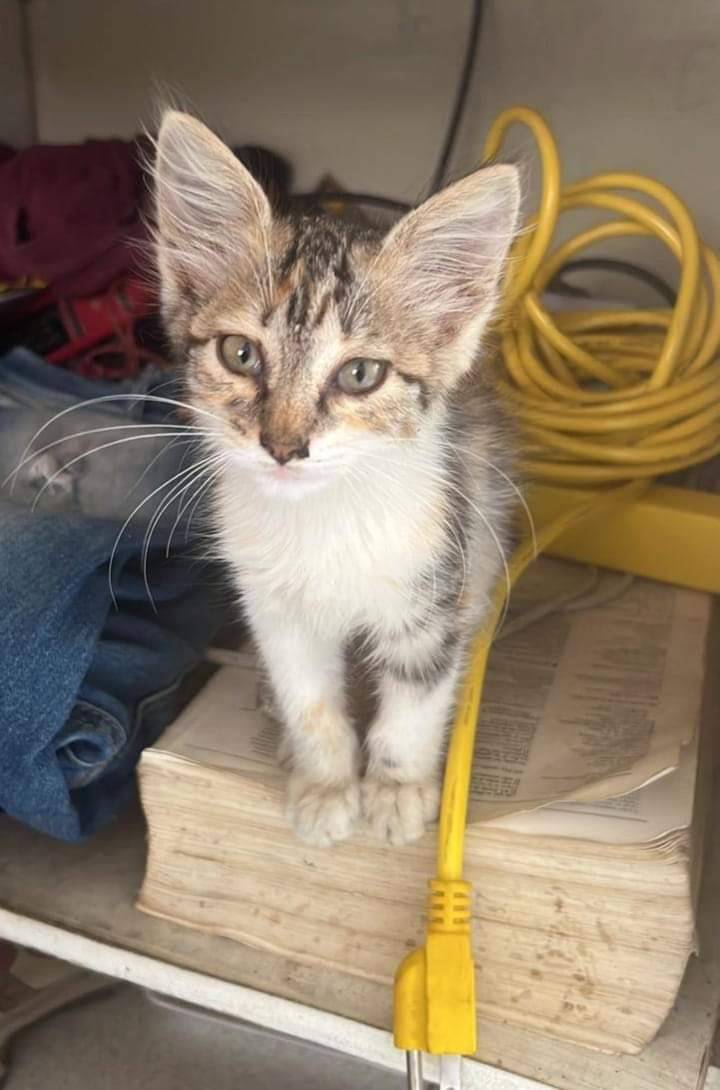 PerroUsuario's tweet photo. Hola soy un lindo gatito 😊  busco un hogar que me quiera y pueda darme todos los cuidados soy muy cariñoso 🥰 estoy en un hogar temporal  pueden pedir información  al 0412-419-49-21 Caracas Sabana Grande https://t.co/xb2hkQNdSe