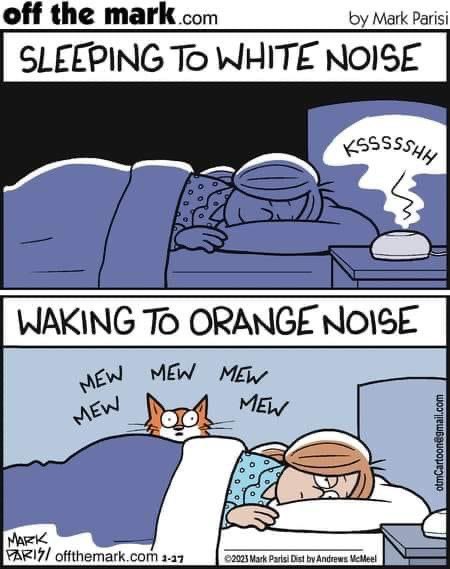 💯Accurate. 🙄🤣
#doubletrouble #orangecats #bigpersonalities #bigfeelings #borderlineobnoxious #lovethem