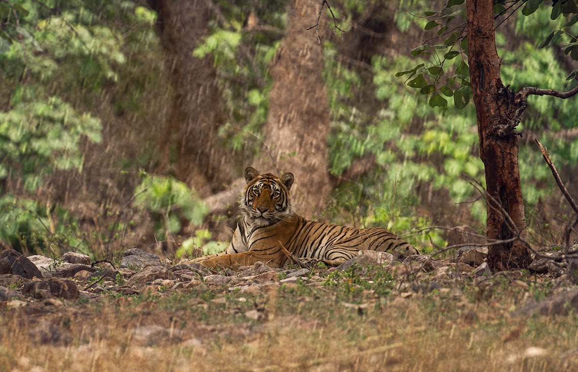 Tiger in the rain 

@natgeo @natgeowild @bbcwildlifepotd @bbcwildlifemagazine @wwf @newbig5project @igscwildlife @wildlifeaddicts@animalplanet @discoverychannelin @discovery.wild @NIffeatue @indianwildography  @nofilterbyindigo @MPTourism