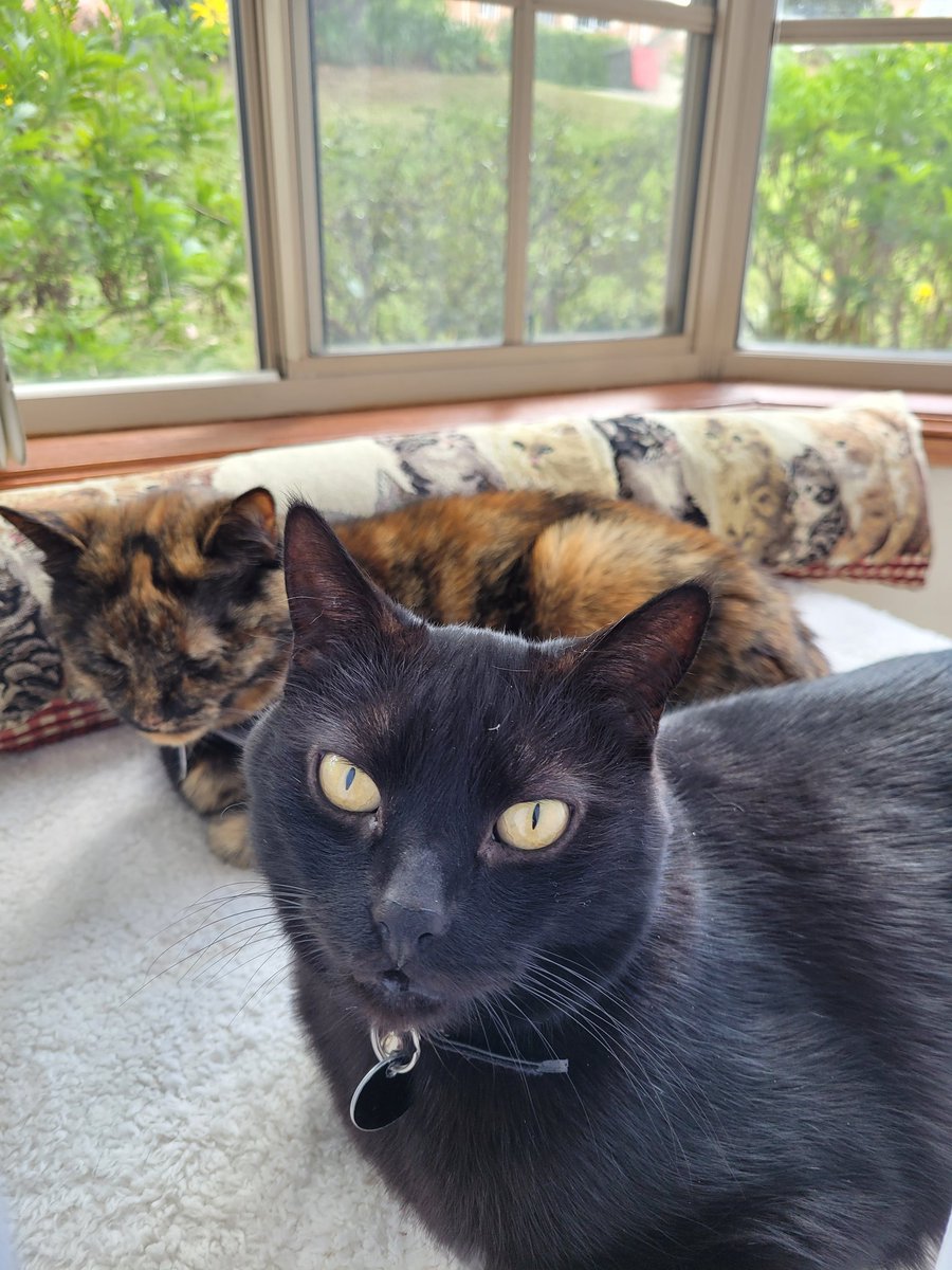 Salem: 'Henlow friends- meez & sisfur Pina hopes you habing nice weekend. Just wish meowmy put dat camera fing away so we getz naps!'. 🐾🐾 #cats #Panfursquad #tortie #blackcats