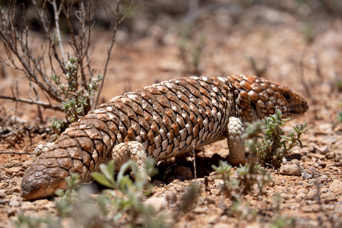 Scaly Sunday
MEGA CHONK.
Imagine a sleepy lizard a metre long. Researchers from Flinders Uni have found the largest skink ever and it would have looked much like its closest living relative, the sleepy lizard.
abc.net.au/news/2023-06-1… 

#wildoz #reptiles #lizards #chonk