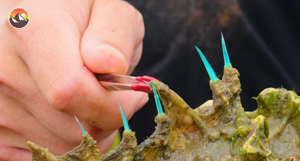 today i learned that stonefish spines (and their venom!) are an almost fluorescent turquoise. very cool!