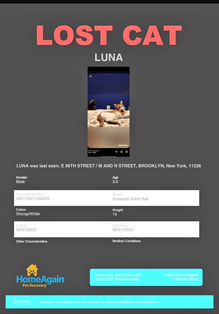 📢🆘️🇺🇸🗽😿Please RT to find Luna #NYC #missingcat #lostcat #Brooklyn 
#CatsOfTwitter 🐈