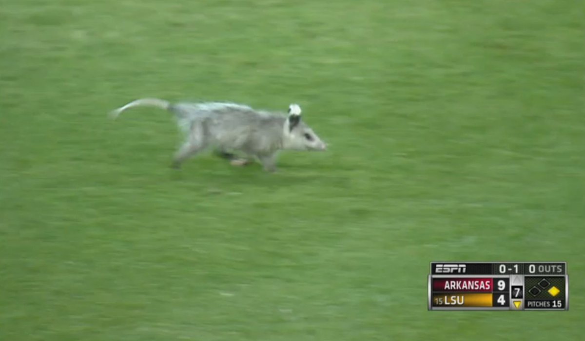 BayouBengalBlog's tweet photo. It’s time for his appearance, when the world needed him most.

LSU rally possum. https://t.co/5DI4km6DeB