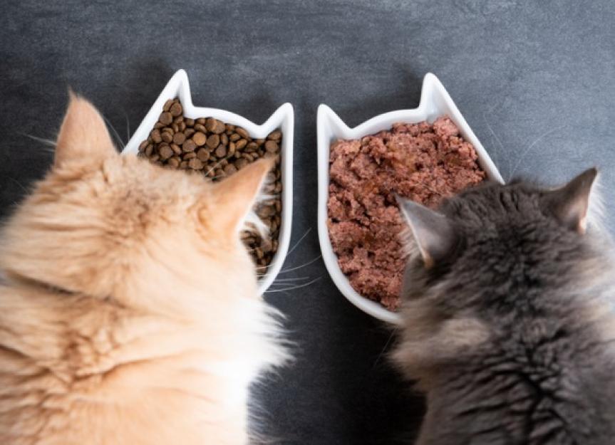 It's Caturday! Wet or dry food for your feline? It's not as simple as it seems!

buff.ly/41YwBKV 

#petsitter #stpete #stpetersburgflorida #maderia #pinellas #dogs #catfacts #cats #catlovers #dogfacts #doglovers #PetTips #HealthyPets #Florida #FairyDustServices