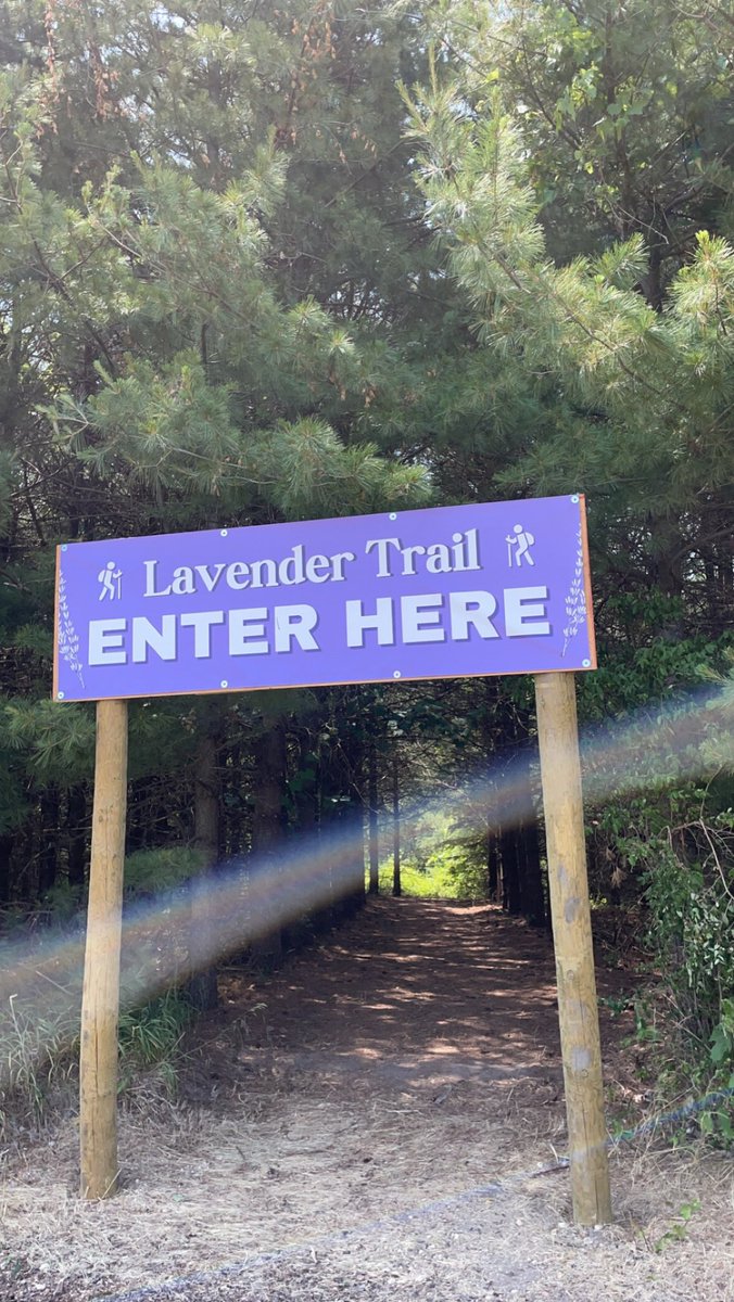 kammacedo7's tweet photo. Lavender Season 🪻🪻 https://t.co/5ndo4Dd5iY
