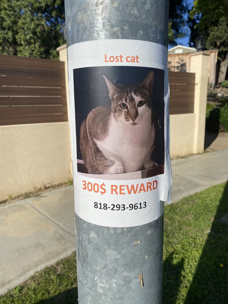 #LostCat