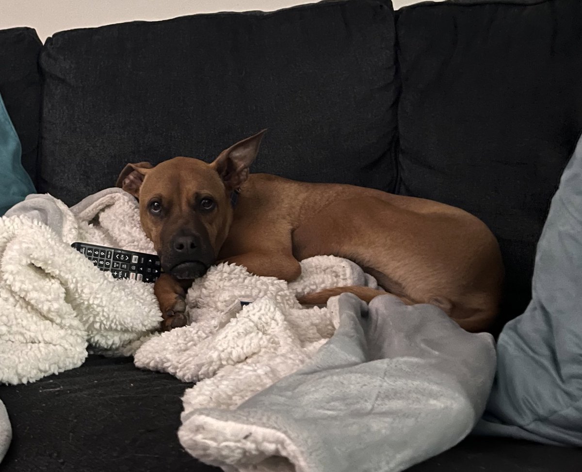 he laid on the remote and rewound out show we were watching