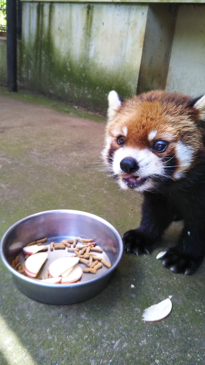 今日は
可愛い顔のひいおじいちゃん、
ライチ君の18歳のお誕生日です！

#市川市動植物園
#レッサーパンダ 
#ライチ
#市川ファン