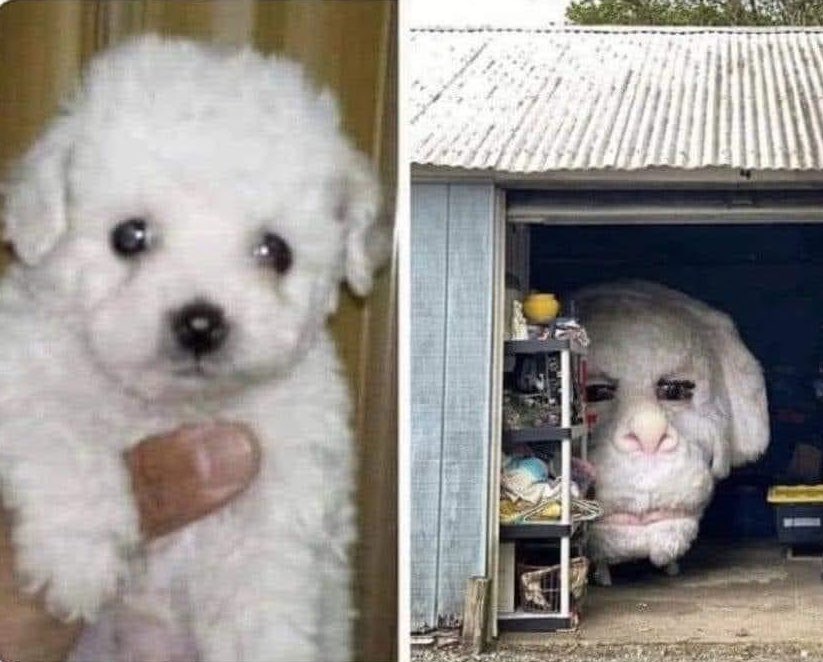 Adóptalo es raza chica / 2 años después
