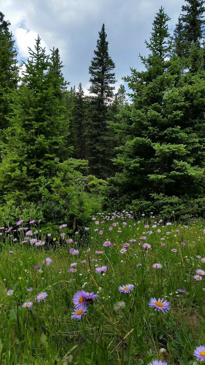 greendreamvibes's tweet photo. Heaven on Earth 🌿 https://t.co/K7RwT2MNb7