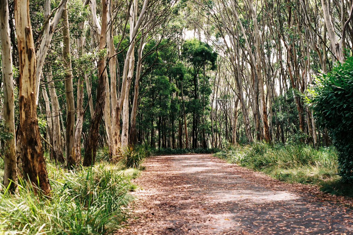 caressthine's tweet photo. 📷 Minolta X700
🎞 Kodak Ultramax 400 https://t.co/QXMXNlHV9H