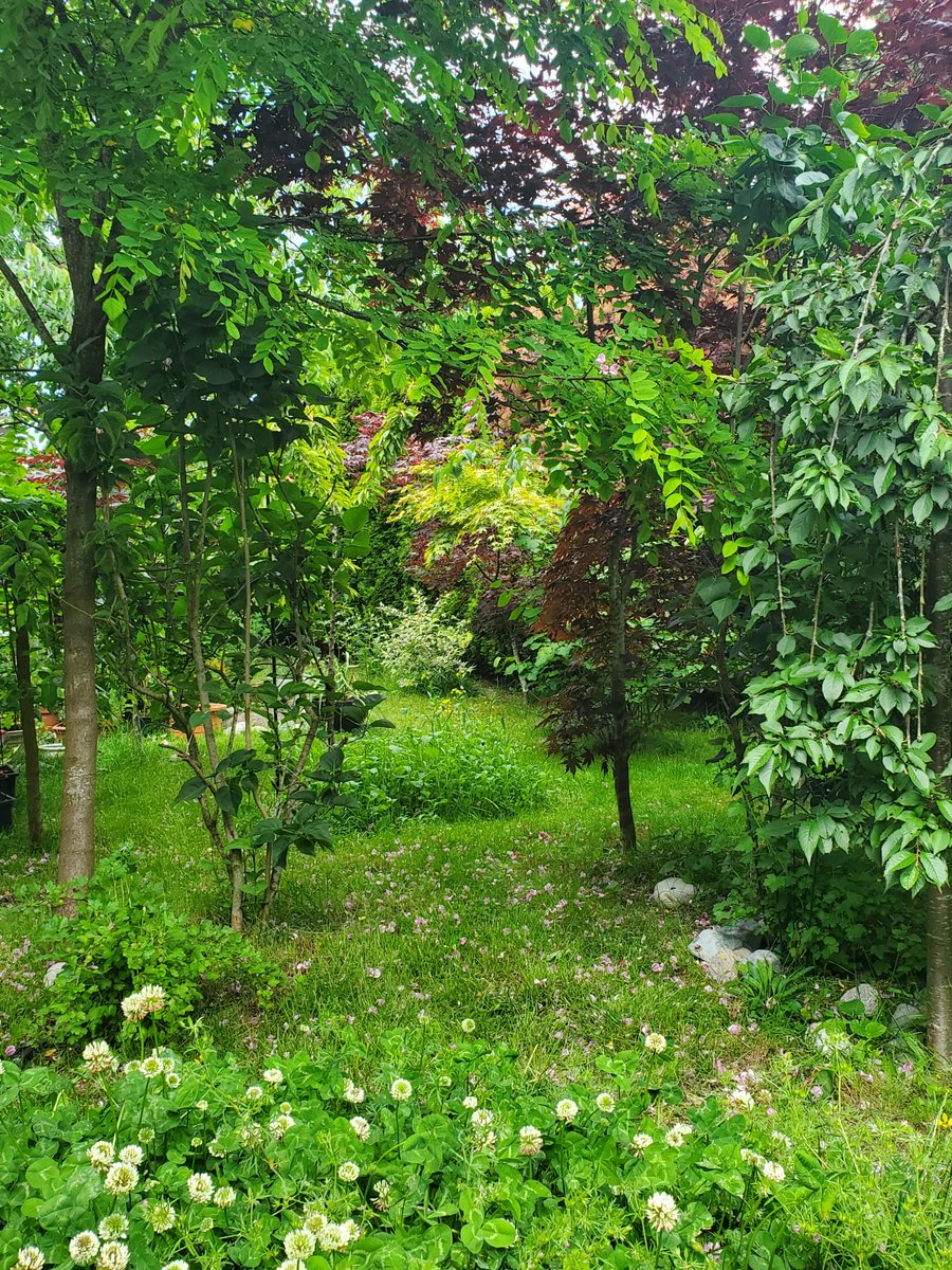 Peaceful garden - & the bees love the clover too 
#gardens #bees #trees