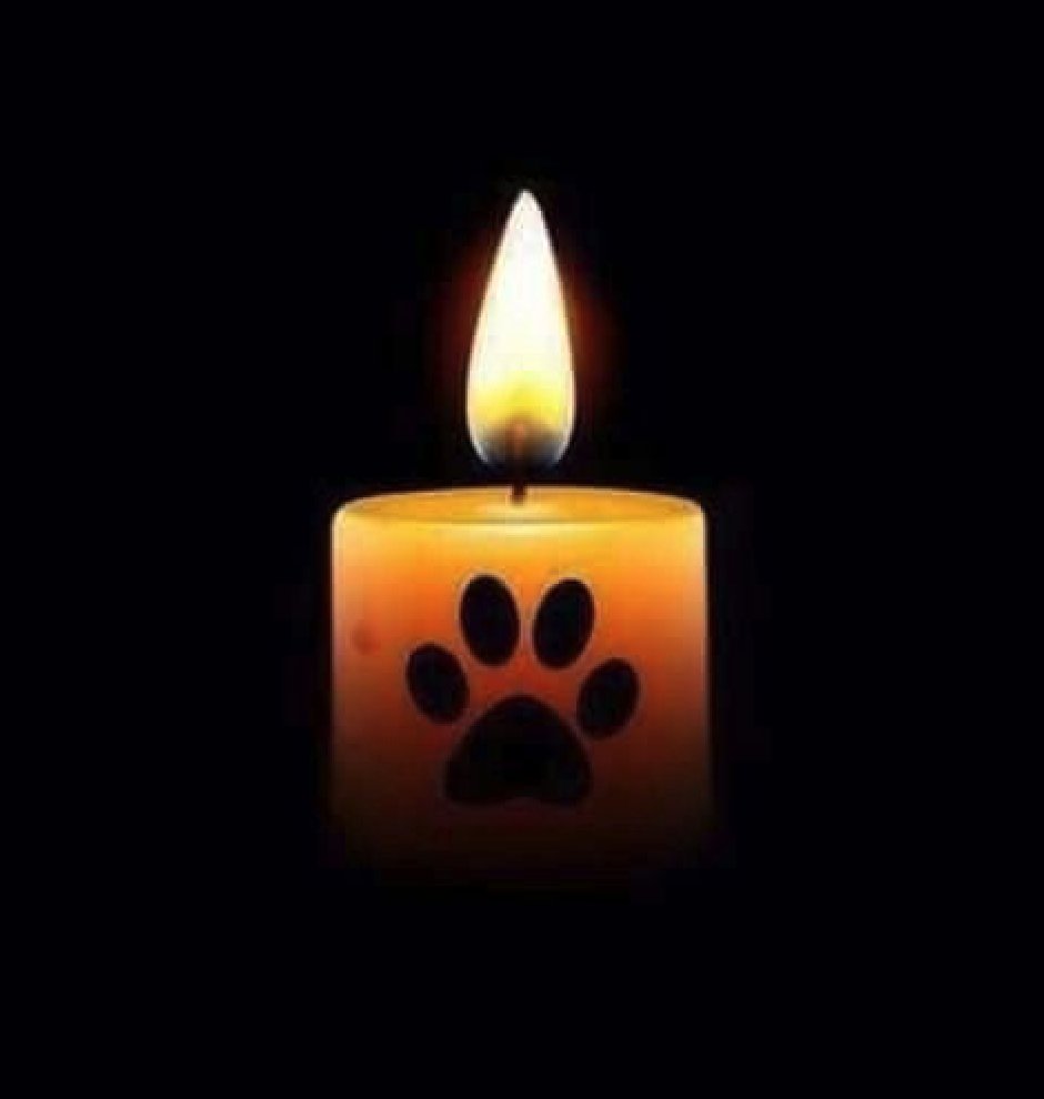 @sharon58642664 @rissalipstick 🐾🙏❤️‍🩹 #StopYulin #EndYulin #EndDCMT