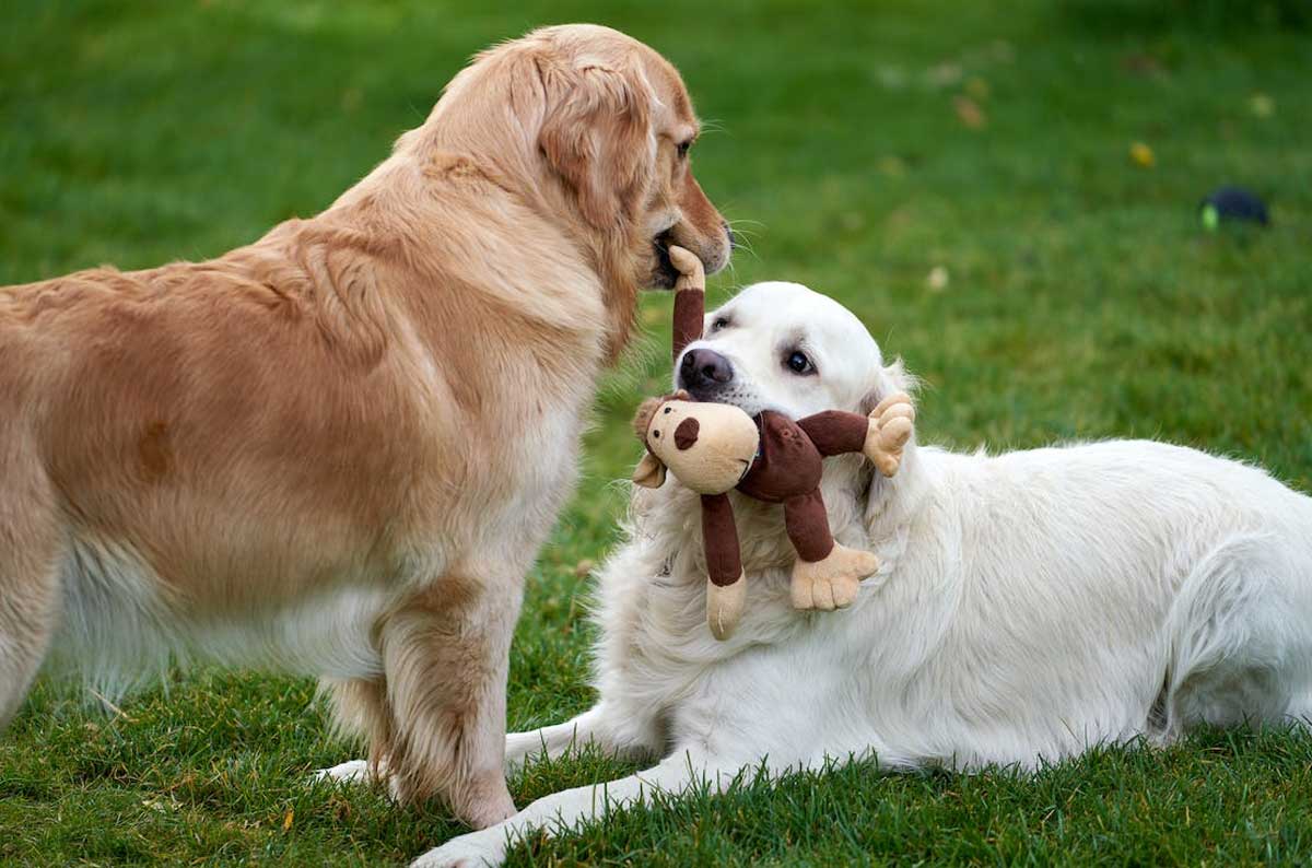 🐾🎾 Elevate playtime to new heights with the best dog accessories! 🌟🐶 From interactive treat toys to durable tug ropes, these accessories keep your furry friend entertained and active. 🐾🎉 #DogPlaytime #BestDogToys #TheBestPetDogs #DogsOfInsta #Dogs
thebestpetdogs.blogspot.com/2023/06/the-be…