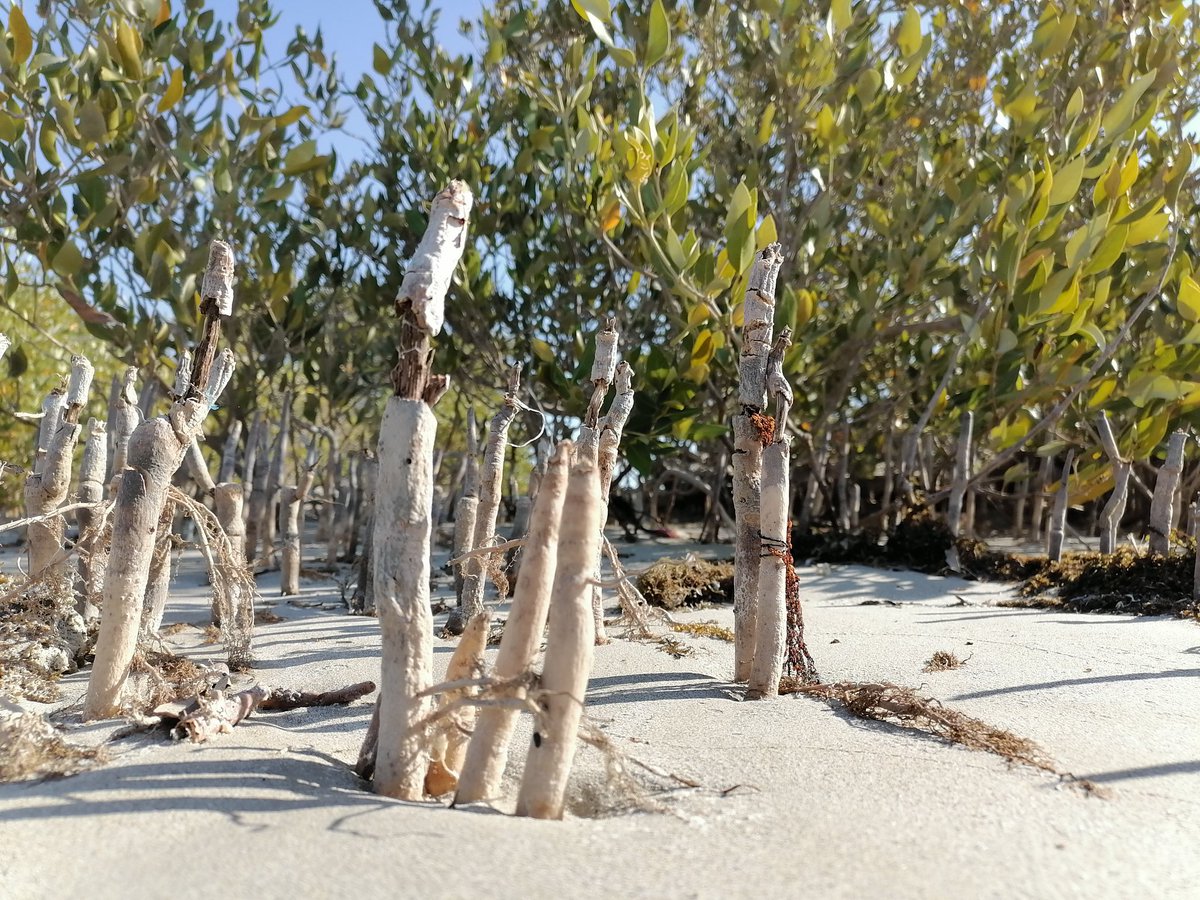 Gorz_Project's tweet photo. "Happy #TouchATree Day! 🌳 Today, let's appreciate the importance of mangrove forests. They protect coastlines from erosion, provide habitats for marine life, and absorb carbon dioxide. 
Location: in danger Naiband #MangroveForest Iran. https://t.co/d4y2slD65b