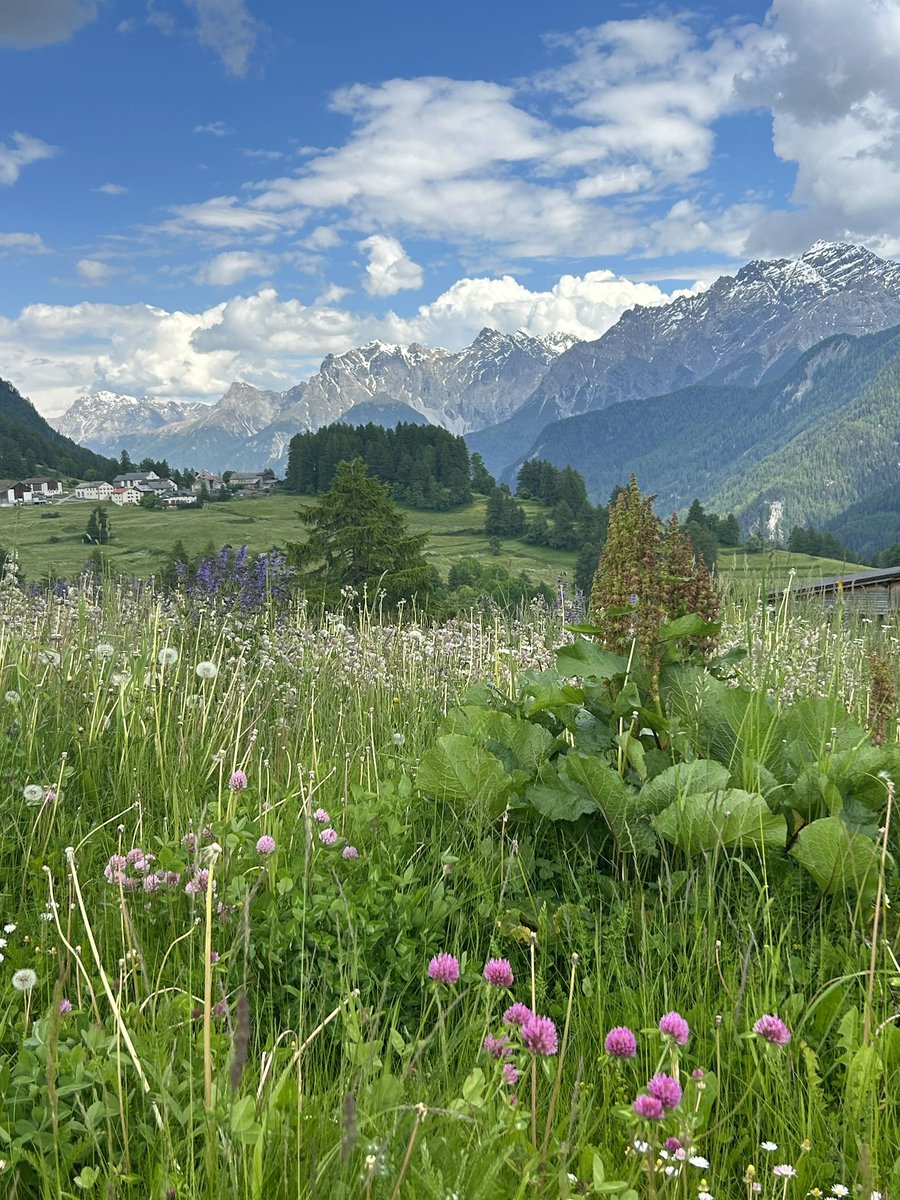 PortmannCarrick's tweet image. where the wild flowers are 
#mountains #peace