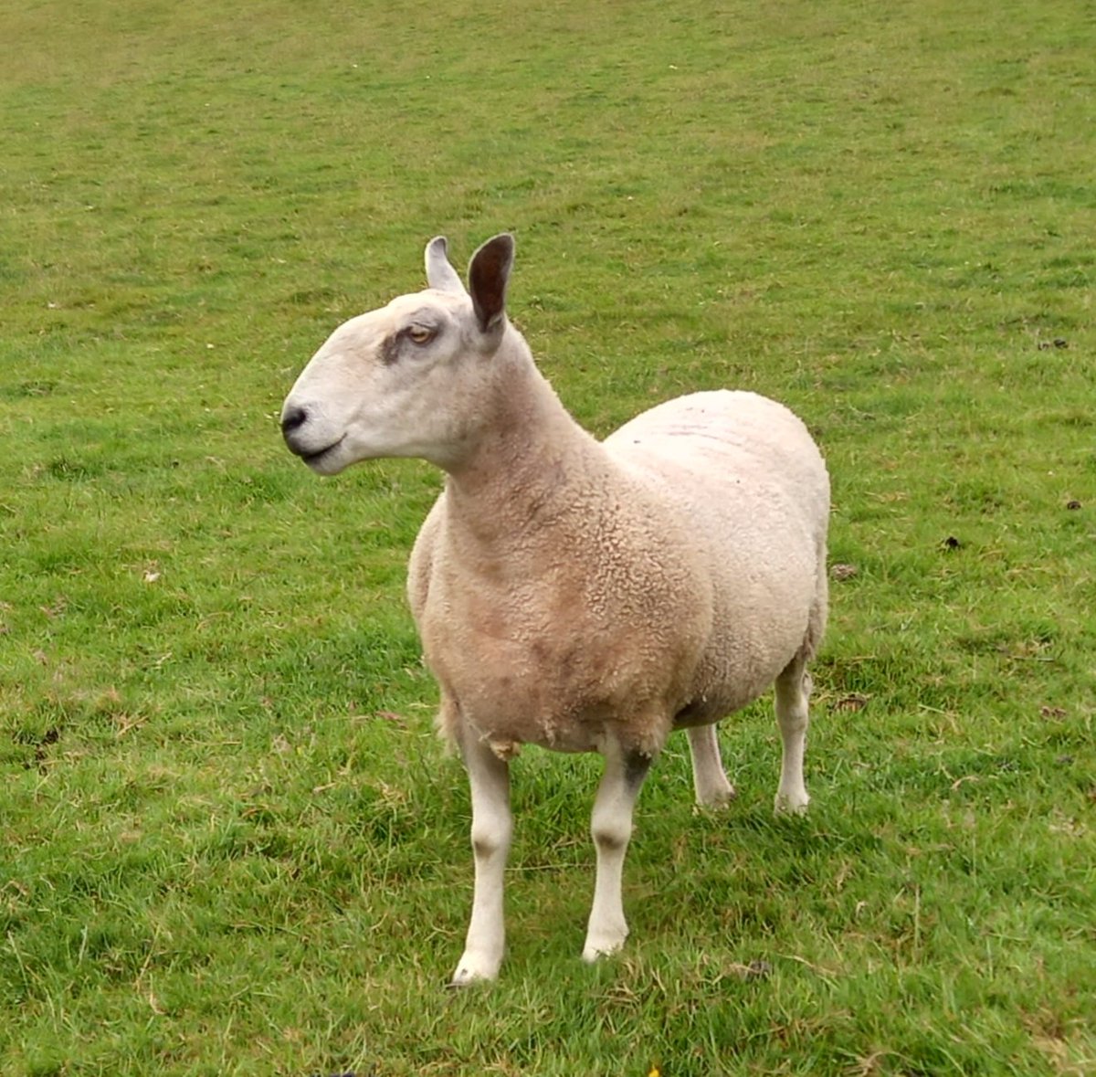 Beautiful Alia ⭐️

#animalsanctuary #sheep365 #bluefacedleicester #wool #nonprofit #Amazonwishlist #summer #animallovers #foreverhome 

woollypatchworkshe.wixsite.com/website