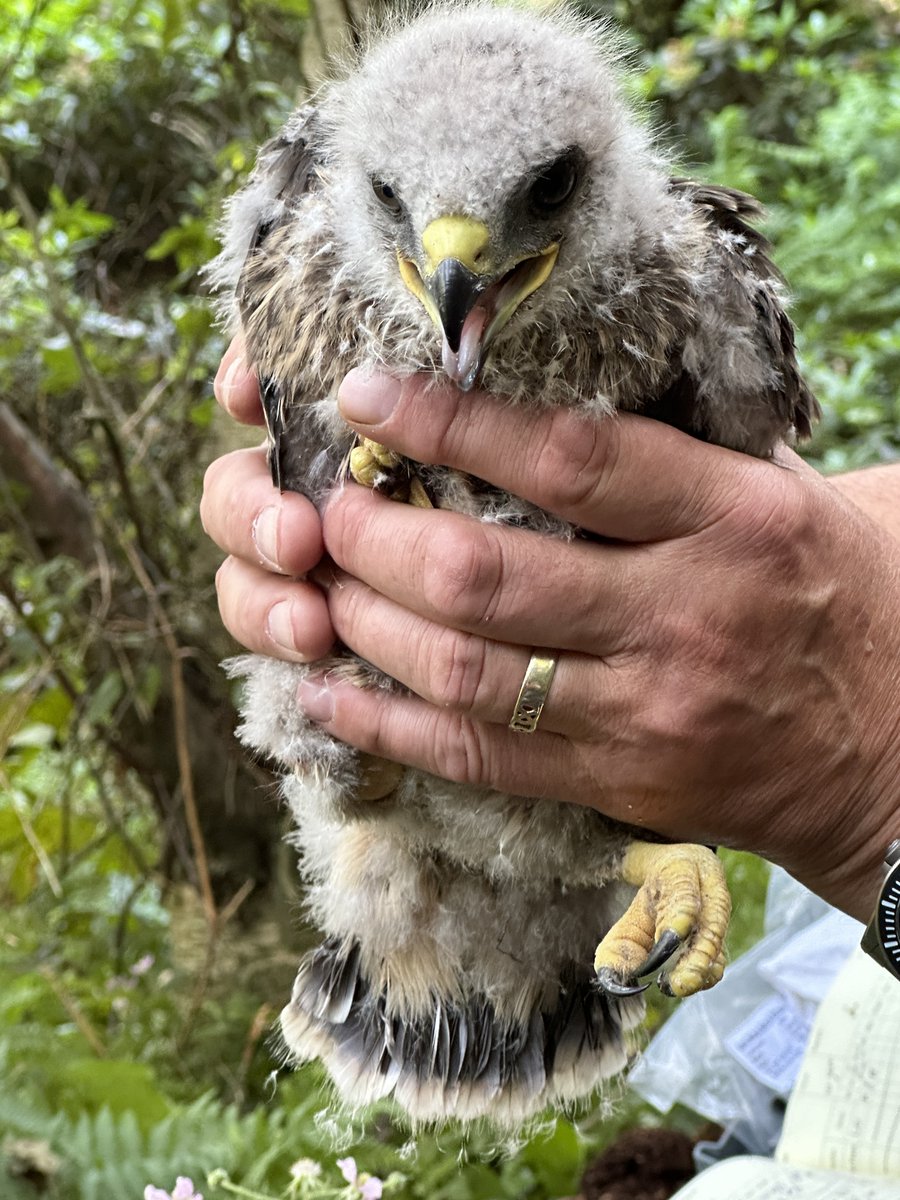 cwrsg1's tweet photo. 1) This buzzard gave us a lot of heartache in what was a nest of three healthy young. Footage captured initially by drone showed the largest chick pecking the smallest sibling and that was a sign of things to come. https://t.co/LGOvNe1ezG