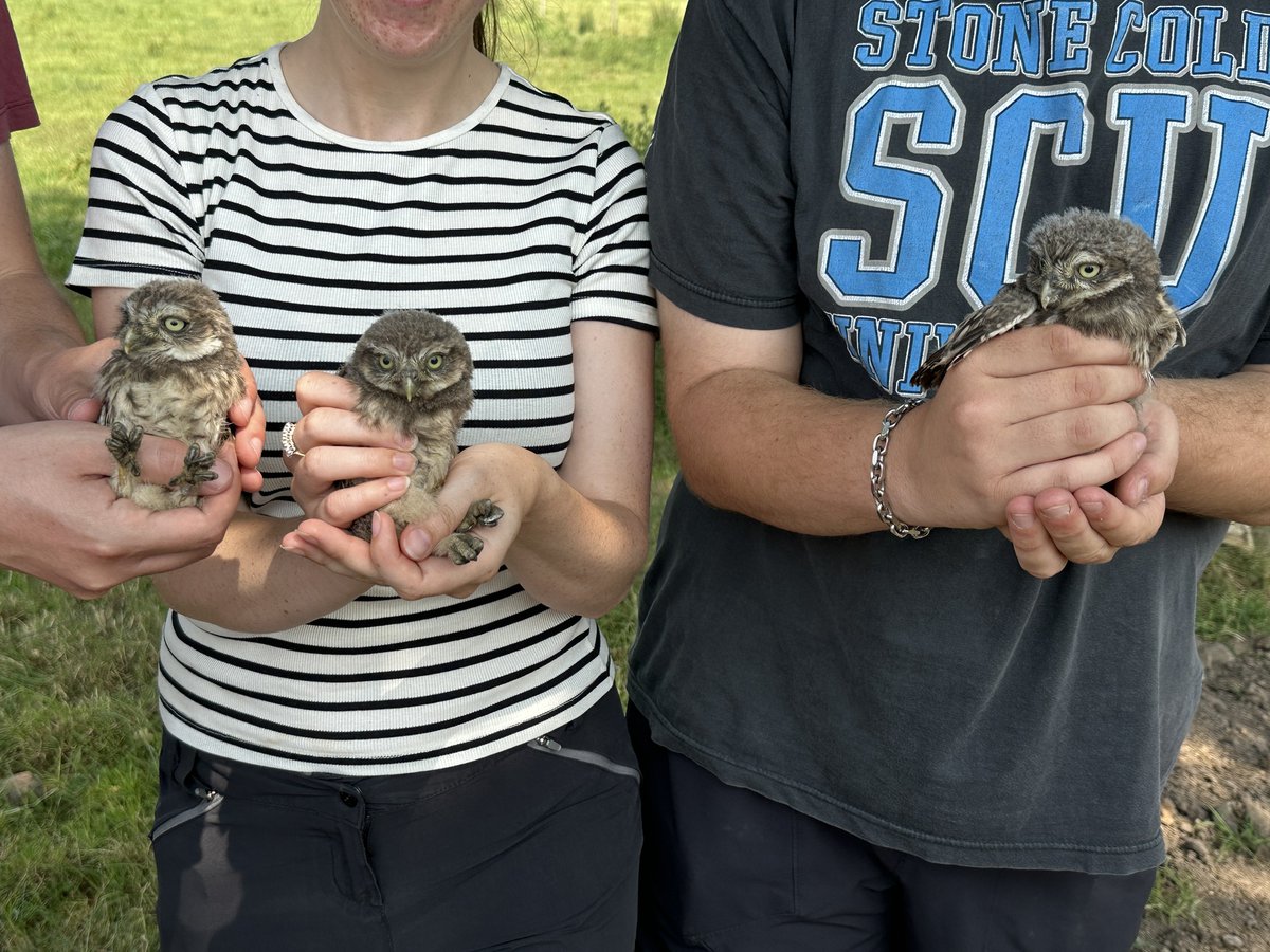cwrsg1's tweet photo. Last Sunday was a memorable day for our group, filled with Kestrels, Buzzards, and Little Owls. We understand the need to balance secrecy and inclusion to inspire the next generation. Delighted to have Amelia and Huw join us for ringing sessions, seen here between Roy and Joe. https://t.co/NKLQvwlcrz