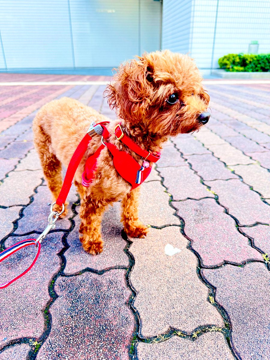 RoyalflashW's tweet photo. 池袋サンシャインで保護犬の譲渡会があり
繁殖引退犬のトイプーを迎入れました😊

先住犬のトイプーとも非常に相性が良く安心！

これから一緒にいっぱい楽しんで
いっぱい素敵な時間を過ごそうね♪

うちに来てくれてありがとう☺️

#犬
#トイプー
#保護犬
#anifare
#アニフェアシェルター https://t.co/X3mrE9xRvl