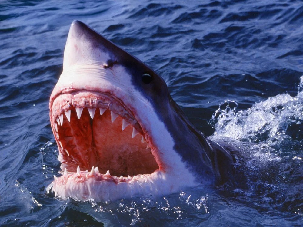「God forbid a shark have hobbies」|Ars Oreon: The First Baku (Vtuber)のイラスト