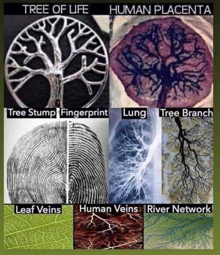 Humanity’s greatest stupidity was seeing itself separate from nature. Our inability to grasp that we are one more ‘cell’ in the body of mother nature is without a doubt, our biggest folly.

With our creative capacity, we are a vital cell at that, but as all cells in isolation, we