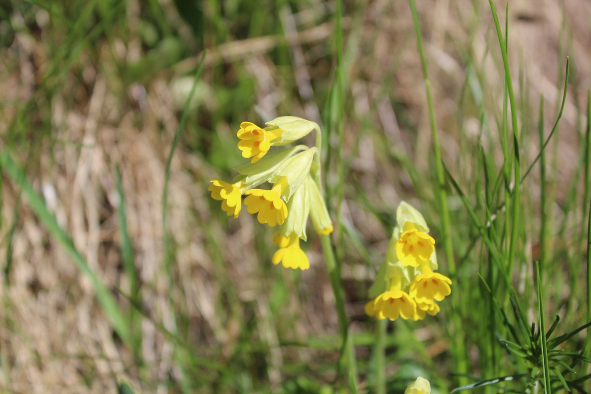 Madrakus's tweet photo. It wasn't that long ago that the cowslips (Primula Veris) were out in force. They've all disappeared now. Here's one I managed to get of their fleeting beauty…

#Cowslip #PrimulaVeris #Flower #Bloom #Nature #NaturePhotography https://t.co/Y41ZBm2ylC